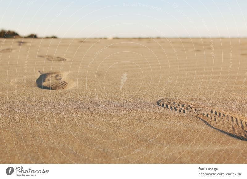 traces Umwelt Natur Sand Schönes Wetter Küste Strand gehen Spuren Fußspur laufen verfolgen vererben Schuhsohle Wüste Sandkorn Wege & Pfade Fußweg Horizont