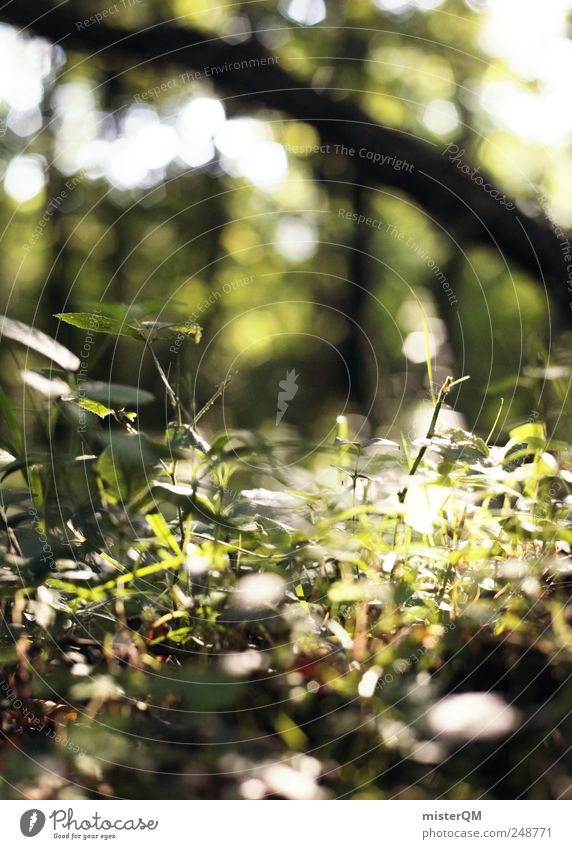 Lichtung. Umwelt Natur Landschaft Pflanze ästhetisch Wald Waldboden Waldlichtung Waldwiese Waldrand Waldsterben Unschärfe ursprünglich grün natürlich ökologisch