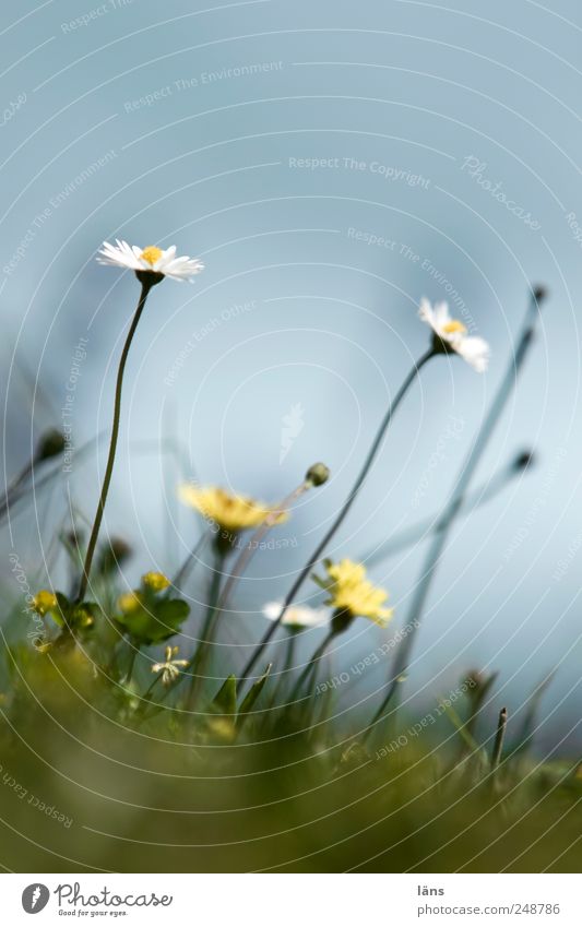 langhals Umwelt Pflanze Himmel Sommer Gras Wiese grün Gänseblümchen Farbfoto Außenaufnahme Menschenleer Textfreiraum oben Schwache Tiefenschärfe