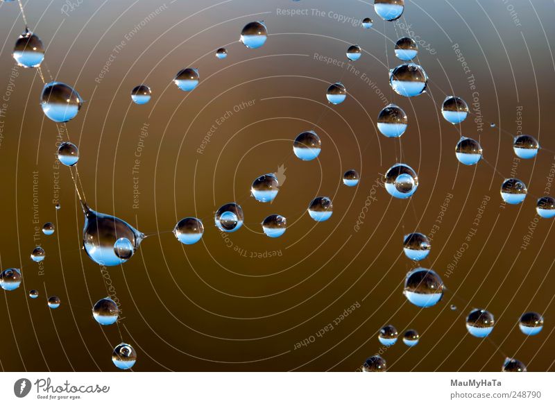Wassertropfen auf dem Spinnennetz Natur Urelemente Luft Himmel Horizont Sonnenlicht Sommer Schönes Wetter Feld Coolness dunkel authentisch einfach elegant