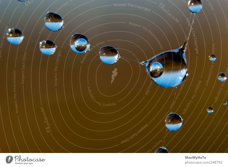 Wassertropfen auf dem Gewebe Natur Urelemente Luft Himmel Horizont Sonnenaufgang Sonnenuntergang Sommer Wind Regen Feld dunkel authentisch fantastisch frei