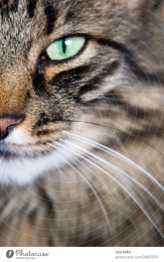 Mr. W Haustier Katze Norwegische Waldkatze 1 Tier ästhetisch schön Vertrauen geduldig ruhig Ehrlichkeit geheimnisvoll ernst stark rein Jäger Schnurrhaar