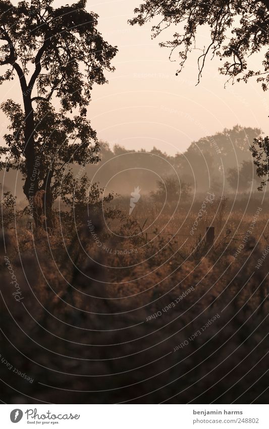 herbstseiten Natur Landschaft Pflanze Sommer Herbst Nebel Baum Gras Sträucher Wildpflanze Wiese Feld Wald Moor Sumpf Farbfoto Außenaufnahme Menschenleer Morgen