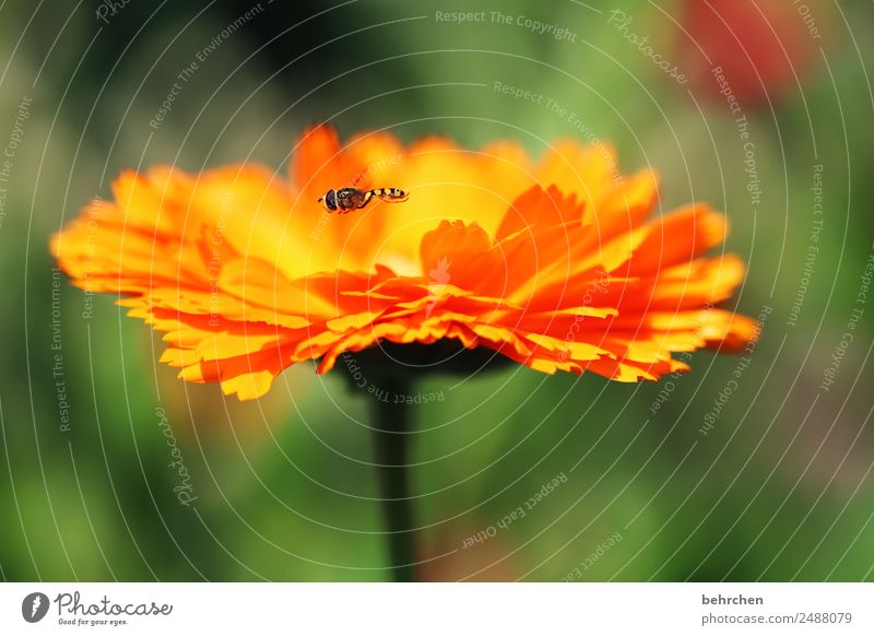 schwebend Natur Pflanze Tier Sommer Blume Blatt Garten Wiese Wildtier Tiergesicht Flügel schlupfwespe schwebefliege 1 Blühend Duft fliegen schön klein orange