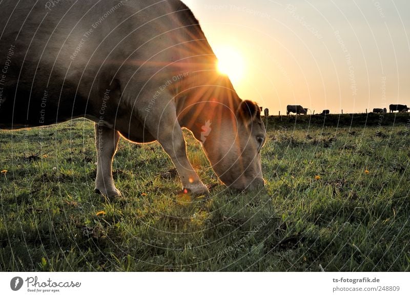 Dreaming of India II Umwelt Natur Landschaft Wolkenloser Himmel Horizont Sonne Sonnenaufgang Sonnenuntergang Sonnenlicht Sommer Schönes Wetter Gras Grünpflanze