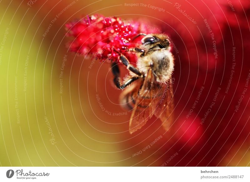 festhalten Natur Pflanze Tier Sommer Blume Blüte Prachtspiere Garten Wiese Wildtier Biene Tiergesicht Flügel 1 Blühend Duft fliegen Fressen schön klein rosa rot