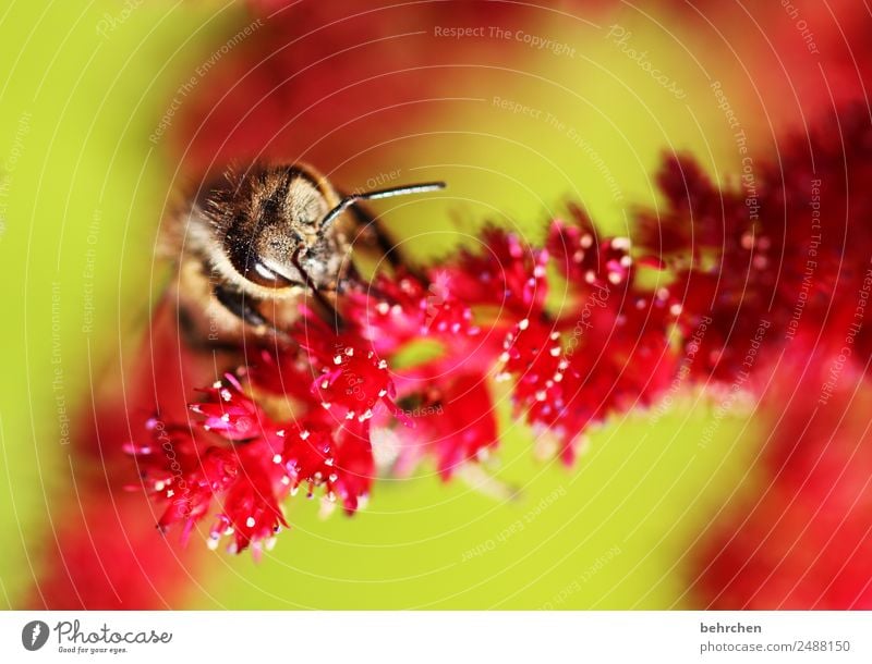 von oben Natur Pflanze Tier Sommer Blume Blüte Prachtspiere Garten Wiese Wildtier Biene Tiergesicht Flügel 1 Blühend Duft fliegen Fressen schön rosa rot