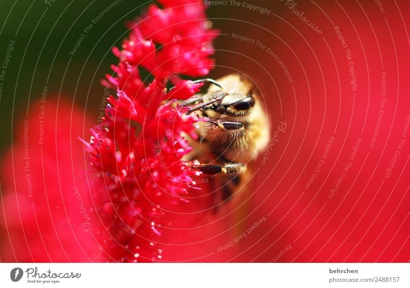 kleine wichtigkeit Natur Pflanze Tier Blume Blüte Prachtspiere Garten Wiese Wildtier Biene Tiergesicht Flügel 1 Blühend Duft fliegen Fressen schön rosa rot