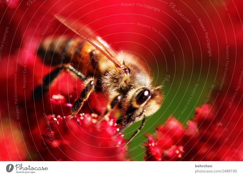 kuschelig Natur Pflanze Tier Sommer Blume Blüte Prachtspiere Garten Park Wildtier Biene Tiergesicht Flügel 1 Blühend Duft fliegen Fressen schön rot rosa