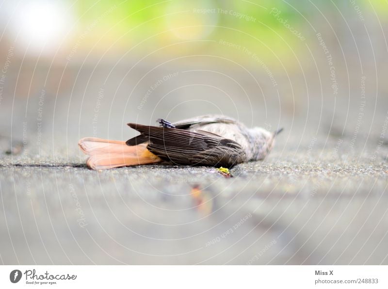 das Leben war bunt Straße Wege & Pfade Tier Wildtier Totes Tier Vogel Flügel 1 Traurigkeit Trauer Tod Spatz Feder Farbfoto mehrfarbig Außenaufnahme Menschenleer