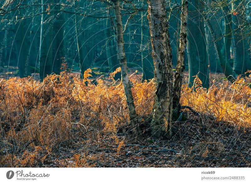 Küstenwald an der Ostseeküste bei Graal Müritz Erholung Ferien & Urlaub & Reisen Tourismus Natur Landschaft Baum Gras Wald Idylle Stimmung Umwelt Torfbrücke