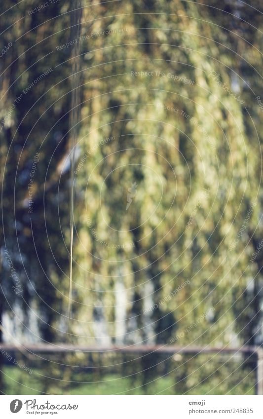 Schärfeverlauf Natur Sommer Baum Sträucher Grünpflanze Garten grün Tiefenschärfe Wäscheleine Farbfoto Außenaufnahme Detailaufnahme abstrakt Muster