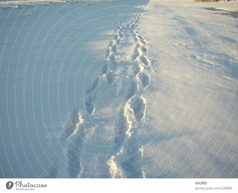 spuren im schnee Schneespur