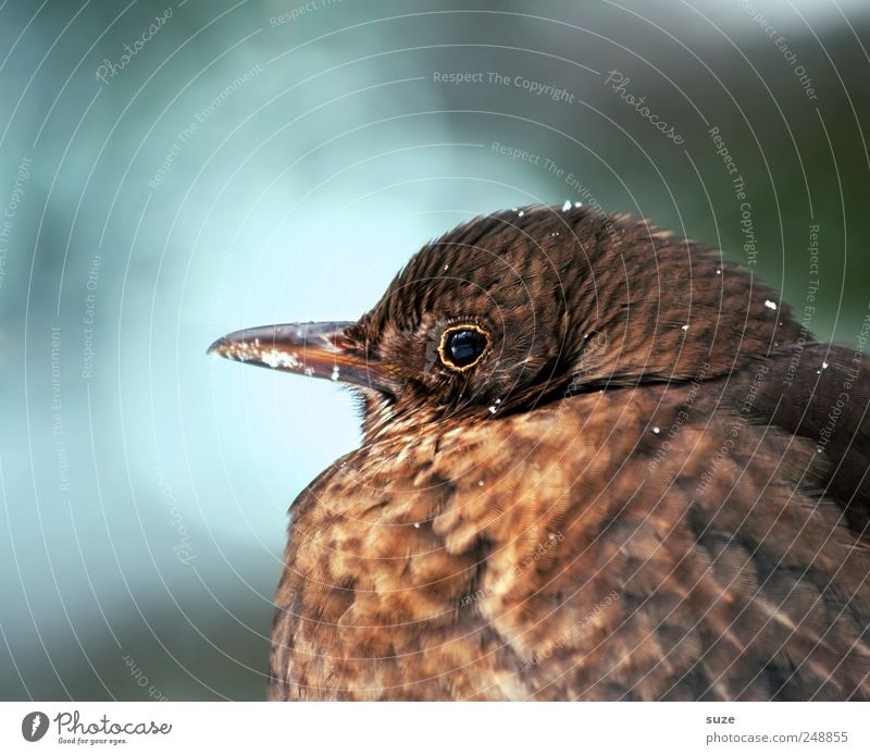 Frau Amsel Natur Pflanze Tier Wildtier Vogel 1 sitzen warten dick kuschlig natürlich niedlich braun Feder Singvögel Schnabel Ornithologie heimisch Jahreszeiten