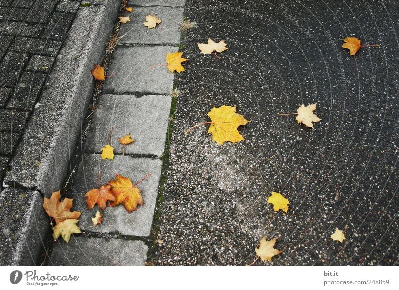 Gold leicht gefallen... Umwelt Herbst Klima liegen dunkel kalt gelb gold grau schwarz Vergänglichkeit Straße Straßenbelag Bürgersteig Rutschgefahr Unfallgefahr