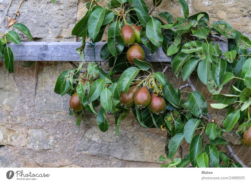 Birnen Baum Festung Birnbaum Garten Gesundheit Gesunde Ernährung grün Herbst Hintergrundbild Landwirtschaft Lebensmittel Natur natürlich Frucht Pflanze rot