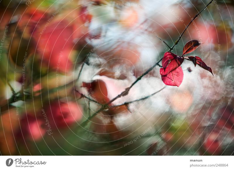 Herbstbeginn Natur Baum Blatt Herbstlaub herbstlich Herbstfärbung Zweige u. Äste authentisch natürlich rot Farbfoto Außenaufnahme Menschenleer Tag Kontrast