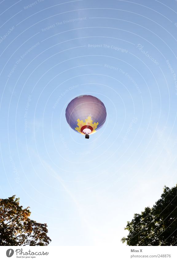 Abendleuchten Baum Luftverkehr Ballone fliegen mehrfarbig hoch fahren Ballonfahrt Ballonkorb Himmel Blauer Himmel Sommer Aussicht Farbfoto Außenaufnahme