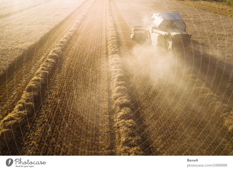 Mähdrescher erntet ein Getreidefeld im Abendlicht aus der Luft Landwirtschaft Forstwirtschaft Maschine Umwelt Natur Landschaft Pflanze Klima Klimawandel Wärme