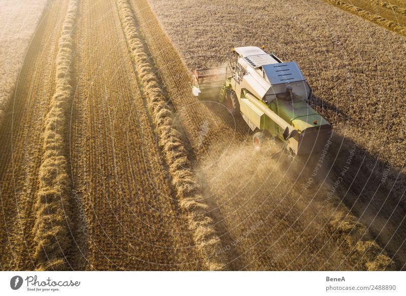 Mähdrescher erntet Getreidefeld im Abendlicht aus der Luft Ernte fahren Landwirt Landwirtschaft Forstwirtschaft Maschine Landwirtschaftliche Geräte Umwelt Natur