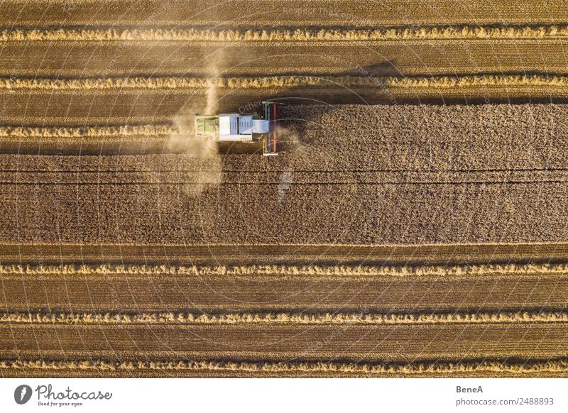 Mähdrescher erntet ein Getreidefeld im Abendlicht aus der Luft Landwirtschaft Forstwirtschaft Maschine Umwelt Natur Landschaft Pflanze Klima Klimawandel Wärme