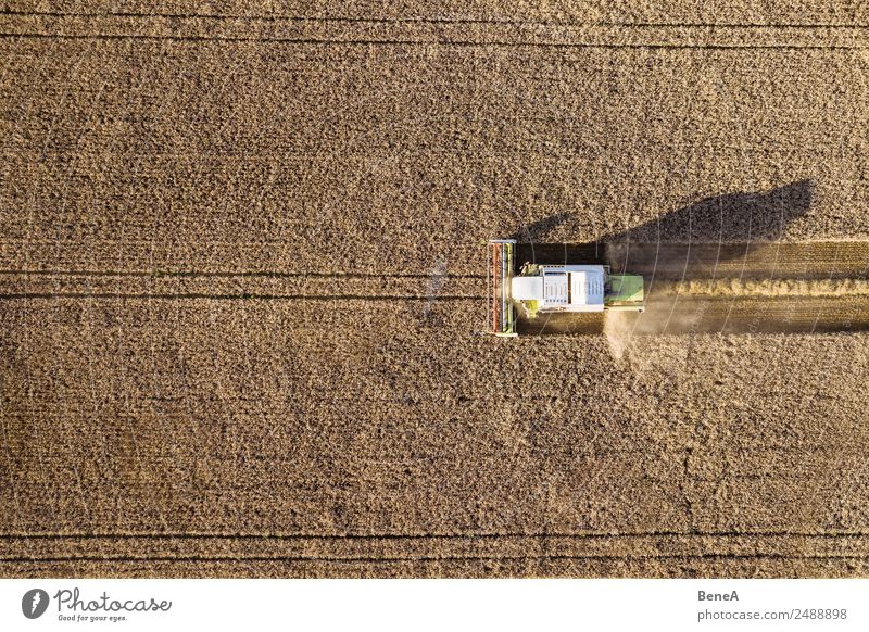 Mähdrescher erntet Getreidefeld im Abendlicht aus der Luft Landwirt Ernte Landwirtschaft Forstwirtschaft Maschine Landwirtschaftliche Geräte Umwelt Natur