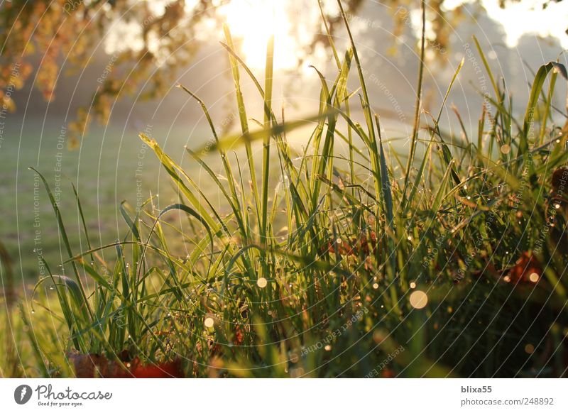 Morgensonne Natur Landschaft Pflanze Wassertropfen Sonnenaufgang Sonnenuntergang Sonnenlicht Herbst Sträucher Idylle Farbfoto Außenaufnahme Morgendämmerung