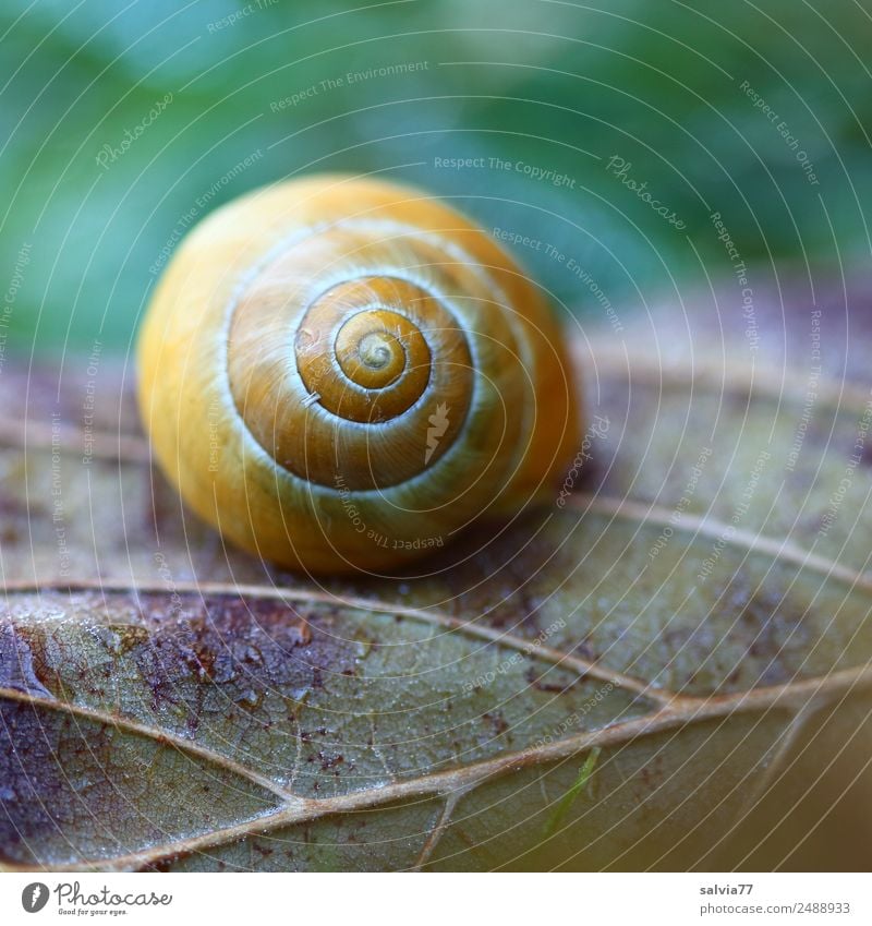 Lebenslinien Natur Erde Herbst Pflanze Blatt Blattadern Feld Wald Schnecke Schneckenhaus ästhetisch rund braun gelb grün Beginn Design Schutz Symmetrie