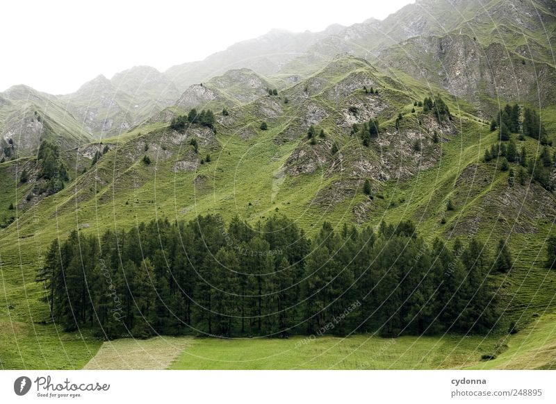 Wald im Stück Ferien & Urlaub & Reisen Tourismus Ausflug Ferne Freiheit Berge u. Gebirge Umwelt Natur Landschaft Nebel Baum Wiese Alpen Gipfel ästhetisch