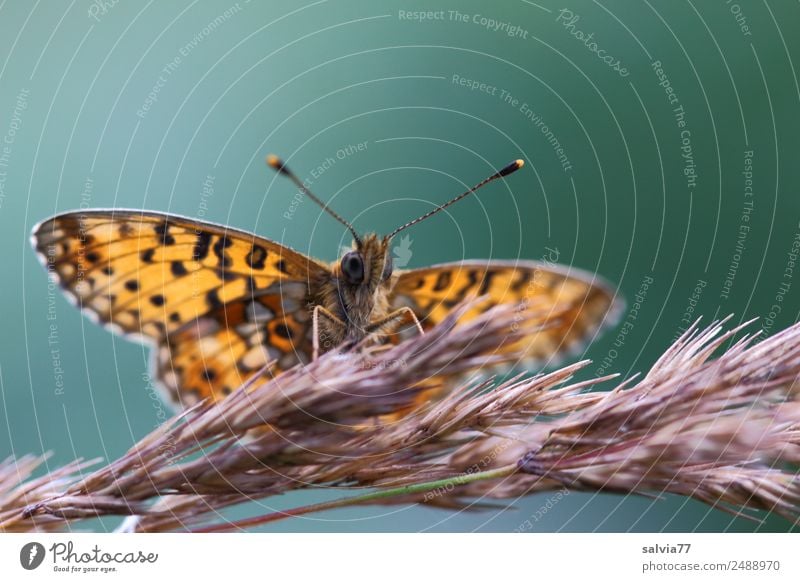 frei entfalten Umwelt Natur Sommer Gräserblüte Wiese Tier Schmetterling Tiergesicht Flügel Fühler Insekt Scheckenfalter 1 schön ästhetisch Zufriedenheit