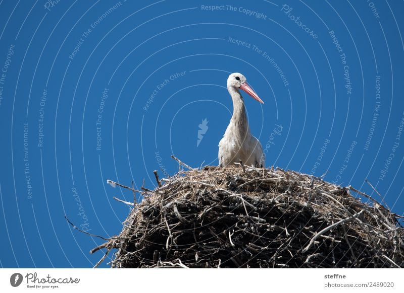 Storch im Nest Tier Wildtier 1 beobachten Weißstorch Horst Farbfoto Außenaufnahme Menschenleer Textfreiraum links Textfreiraum rechts Textfreiraum oben