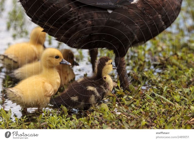 Baby Muskovy Entenküken Cairina moschata Sommer Mutter Erwachsene Familie & Verwandtschaft Natur Tier Teich Nutztier Wildtier Vogel 4 Tiergruppe Schwarm