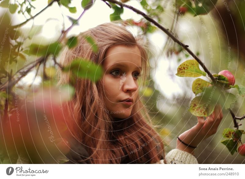 apfelbaum. feminin Junge Frau Jugendliche Haare & Frisuren 1 Mensch 18-30 Jahre Erwachsene Baum Apfelbaum Ast verzweigt Pullover brünett langhaarig natürlich