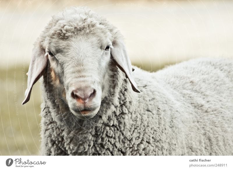 ein schaf Umwelt Natur Gras Tier Nutztier Wildtier Tiergesicht Fell Streichelzoo Schaf Ohr Nase Auge Schnauze 1 Denken Blick warten alt Coolness dreckig frech