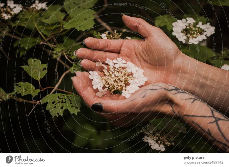 [AM106] - Hand einer tätowierten jungen Dame hällt Blüten Junge Frau Jugendliche Erwachsene Leben Finger 13-18 Jahre 18-30 Jahre 30-45 Jahre Umwelt Natur