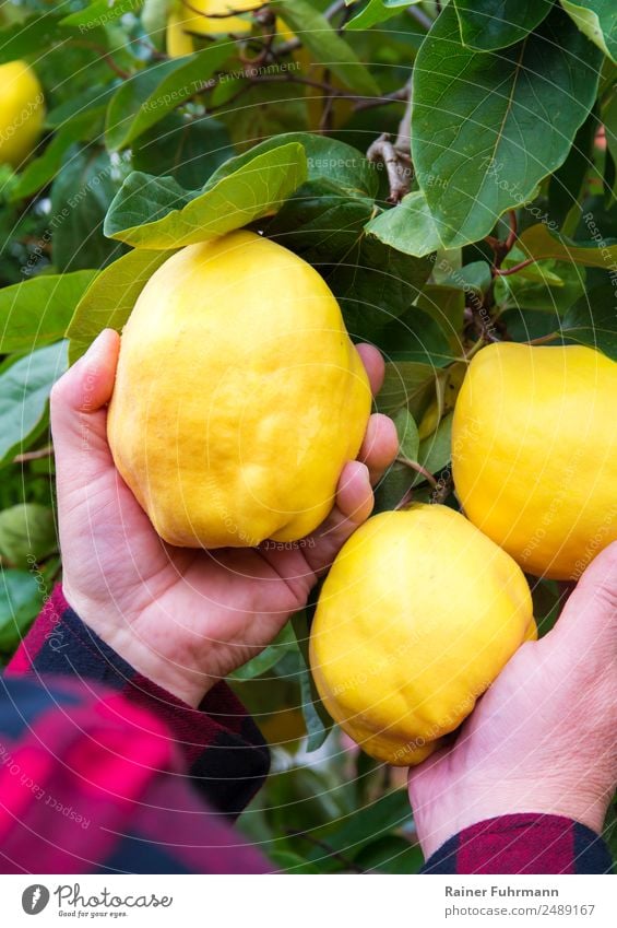 ein Mann erntet reife Quitten maskulin Hand 1 Mensch Herbst Baum "Obstbaum Quitte" Garten Arbeit & Erwerbstätigkeit gelb Zufriedenheit Idylle Natur Hobby