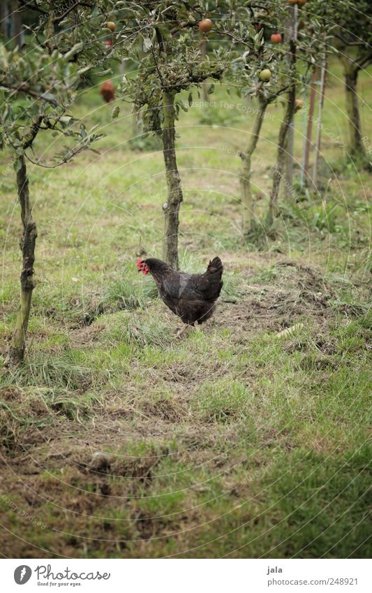 huhn Umwelt Natur Pflanze Tier Baum Gras Garten Wiese Vogel Haushuhn 1 natürlich braun grün Farbfoto Außenaufnahme Menschenleer Textfreiraum unten Tag