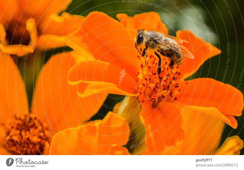 Bereit zum Abflug Ausflug Sommer Umwelt Natur Sonnenlicht Frühling Blume Blüte Garten Park Wiese Tier Nutztier Wildtier Biene Tiergesicht Flügel Fell 1 Blühend