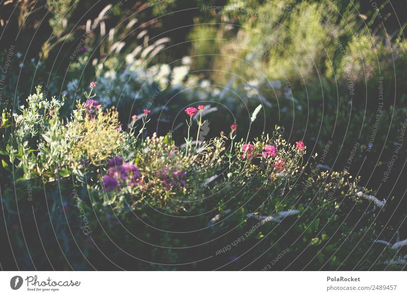 #A# Lichtung Umwelt Natur ästhetisch Blume Naturschutzgebiet Naturerlebnis Waldlichtung Schatten Schattenspiel Lichtspiel Wiese Gras Wiesenblume Frankreich