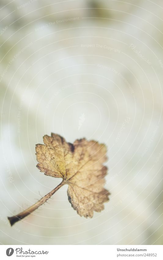 Falling Natur Herbst Blatt fallen verblüht dehydrieren alt natürlich braun Stimmung Einsamkeit Ende Umwelt Verfall Vergänglichkeit herbstlich Jahreszeiten