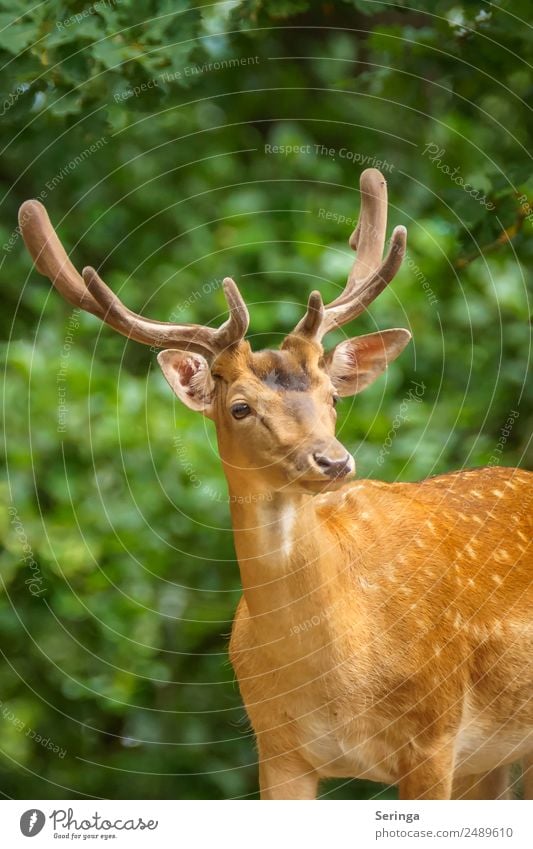 Jägermeister Natur Pflanze Tier Baum Sträucher Park Wiese Wald Wildtier Tiergesicht Fell Fährte Zoo 1 beobachten Blick Damwild Rothirsch Horn Hirschgeweih