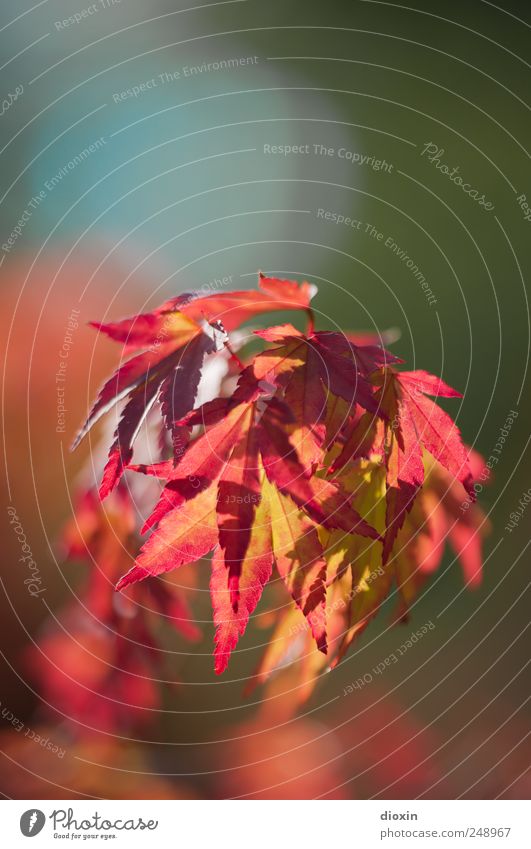 herbstlich(t) Umwelt Natur Pflanze Baum Blatt Japanischer Ahorn Garten Park Japanischer Garten leuchten natürlich mehrfarbig Warmherzigkeit Herbst Herbstlaub