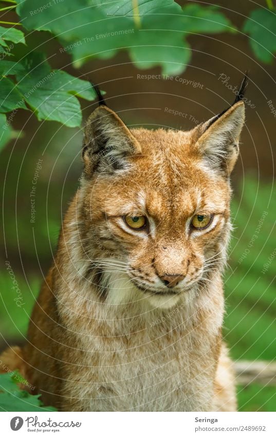 Luchs mit Blick auf die Beute Tier Wildtier Katze Tiergesicht Fell Fährte Zoo 1 Bewegung Fressen Jagd Farbfoto mehrfarbig Außenaufnahme Detailaufnahme