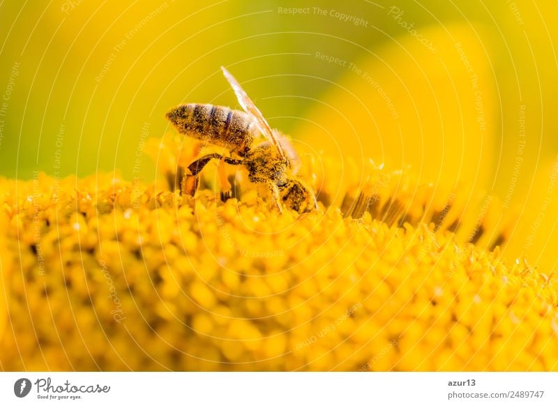 Makro Honig Biene sammelt gelbe Pollen auf Sonnenblume in Natur Körper Sommer Sonnenbad Arbeit & Erwerbstätigkeit Umwelt Pflanze Tier Sonnenlicht Frühling