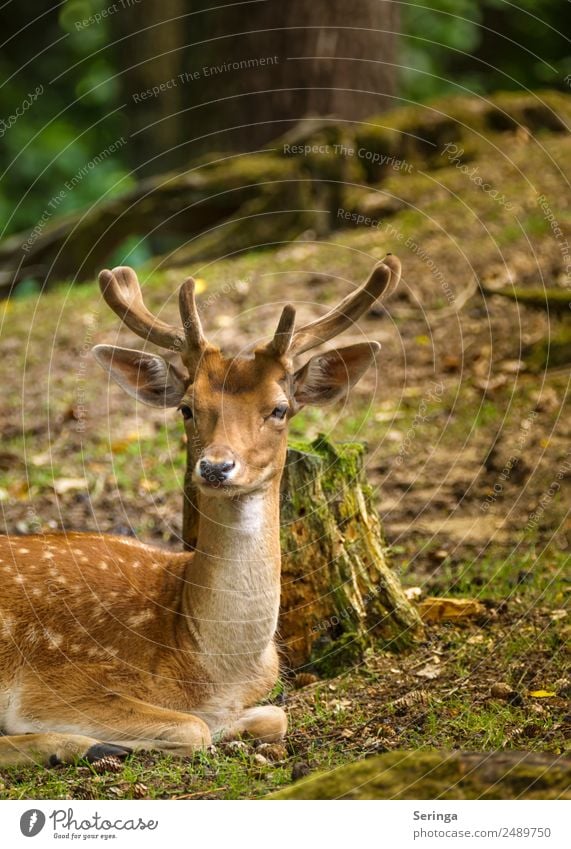 Einfach mal Chillen Tier Wildtier Tiergesicht Fell Fährte 1 Fressen Damwild Hirsche Horn Rothirsch Farbfoto mehrfarbig Außenaufnahme Menschenleer