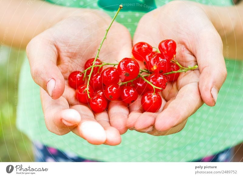 Kinderhand hällt Johannisbeeren Kindheit Jugendliche Leben Hand Finger 3-8 Jahre 8-13 Jahre Umwelt Natur Pflanze Frühling Sommer Garten Park Freude Glück