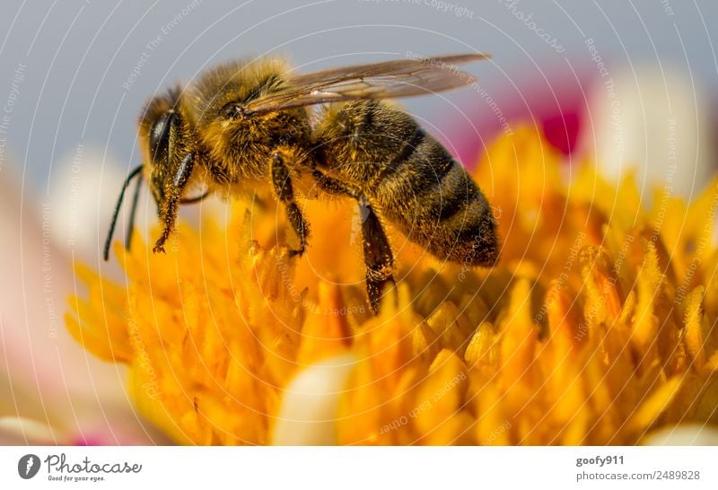 Seitenansicht Ausflug Umwelt Natur Landschaft Sonne Sonnenlicht Frühling Sommer Blume Blüte Garten Park Wiese Tier Nutztier Wildtier Biene Tiergesicht Flügel