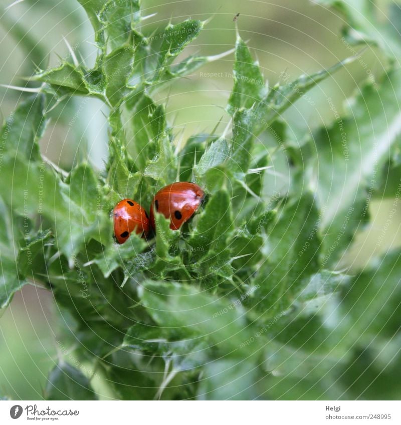 verstecktes Glück... Umwelt Natur Pflanze Sommer Blatt Grünpflanze Wildpflanze Distelblatt Tier Wildtier Käfer 2 Erholung schlafen Wachstum ästhetisch