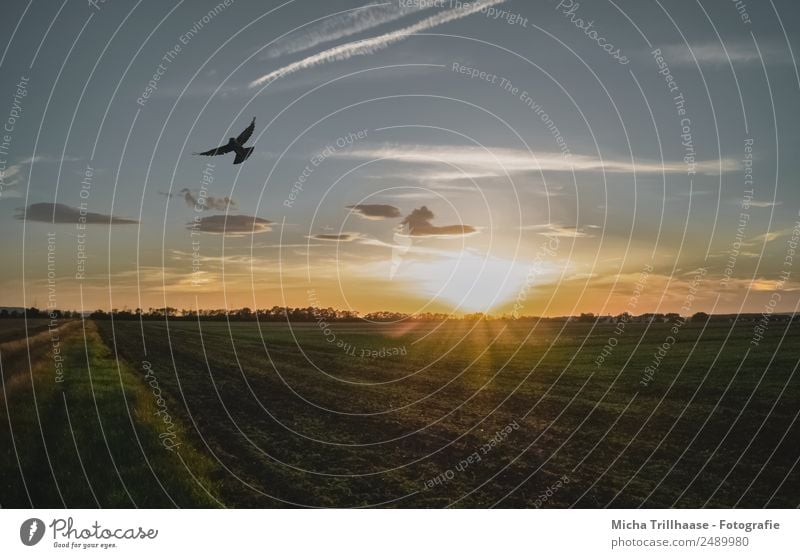 Sonnenuntergang über einem Feld Ferien & Urlaub & Reisen Natur Landschaft Pflanze Tier Himmel Wolken Sonnenaufgang Sonnenlicht Schönes Wetter Gras Wildtier