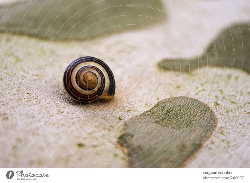 Eigenheim in ruhiger Randlage Häusliches Leben Wohnung Haus Traumhaus Hausbau Umwelt Natur Tier Schnecke Schneckenhaus 1 Spirale schlafen klein rund schleimig